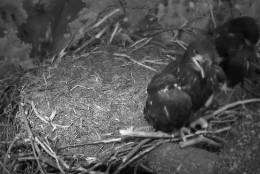 The two eagles in the nest at night. (© 2016 American Eagle Foundation, EAGLES.ORG)