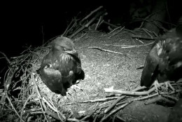 The two eagles sleeping in the nest. (© 2016 American Eagle Foundation, EAGLES.ORG)
