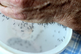 Mosquitoes cling to the top of a plastic lid, attracted by the warmth of Mike Raupps's arm. Raupp, a professor of entomology at the University of Maryland, visited WTOP to talk about the aegypti mosquitoes found locally that can carry the Zika virus on May 2, 2016. (WTOP/Amanda Iacone)