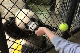 Bei Bei at 8-months-old has become interested in adult food earlier than his siblings did. That's helping advance his training. "I feel like we're actually ahead of schedule with Bei Bei in relationship to Bao Bao," said National Zoo Animal Keeper Shellie Pick referring to Bei's big sister.(WTOP/Kristi King)