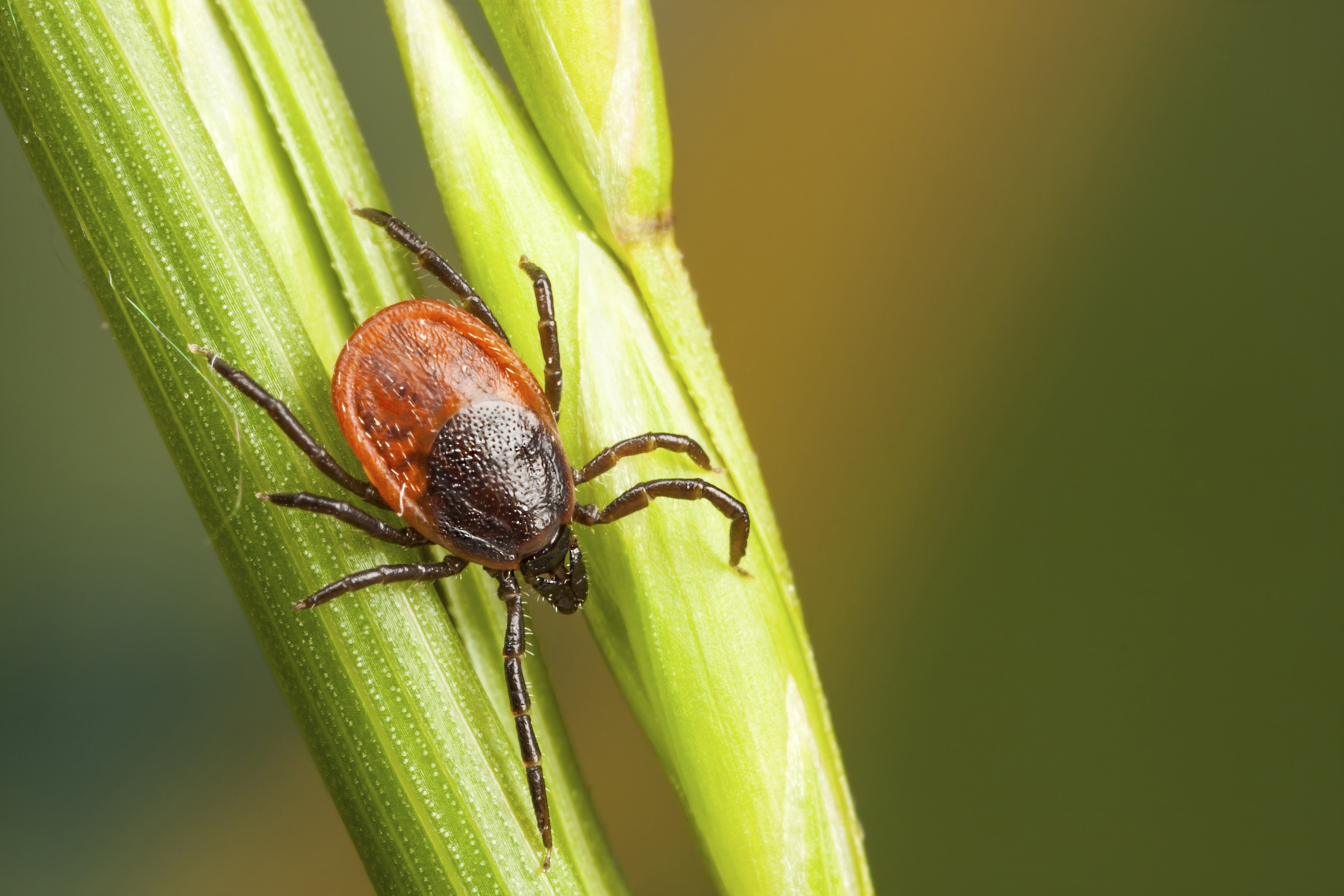 Warm weather means tick season is on the way