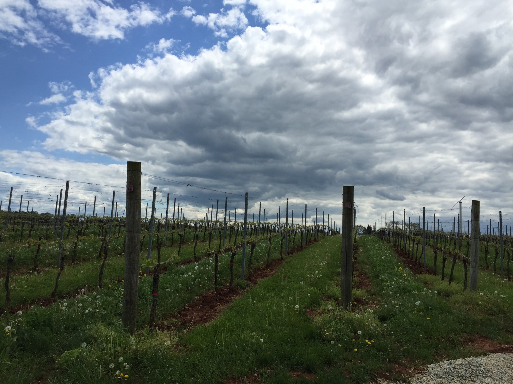 Rain hurting winery numbers, but the grapes could rebound