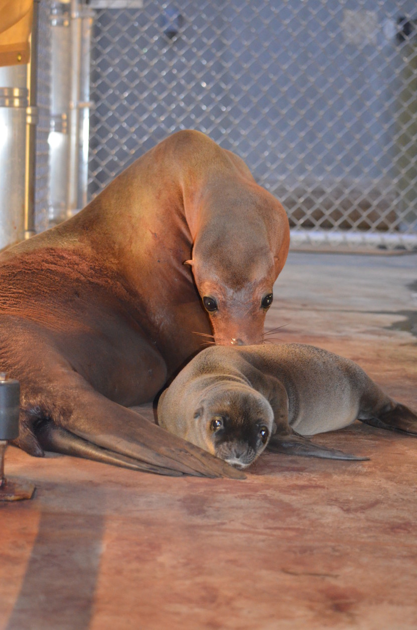 Photo of a sea lion with her pup