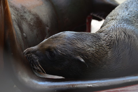 Photos: National Zoo welcomes first baby sea lion in 32 years