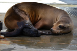 photo of a sea lion and her new pup