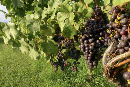 Grapes ripen on the vine at the Philip Carter Winery in Hume, Va., Saturday, Sept. 17, 2011. (AP Photo/J. Scott Applewhite)