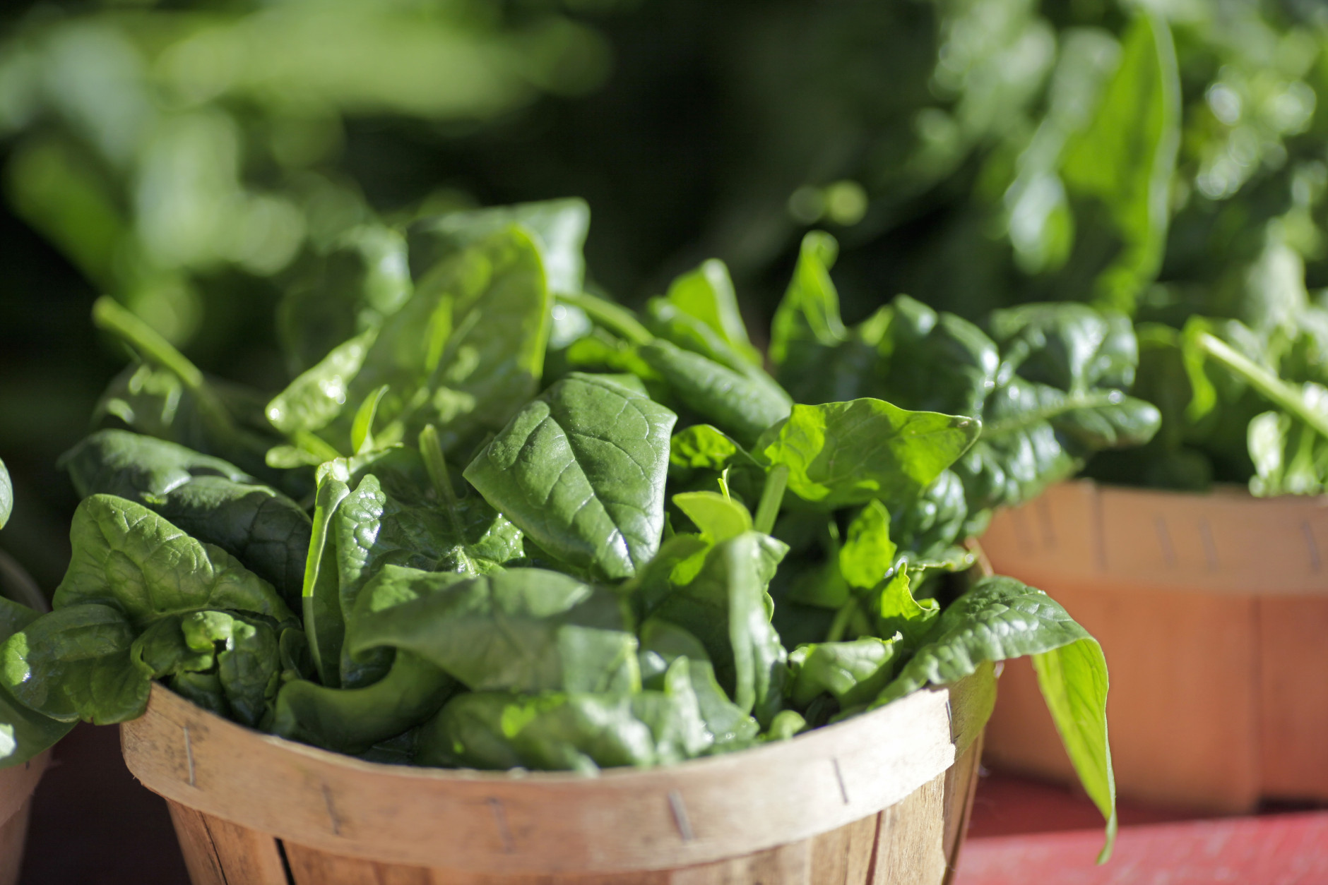 In this photo taken Jan. 2, 2016, baskets of organic spinach and other leafy greens are displayed for sale at a farmers market in Falls Church, Va. The Obama administration's latest dietary guidelines, released Thursday, Jan. 7, 2016, to help Americans reduce their likelihood of disease and obesity through a more healthful diet. The main message hasn't changed much over time: Eat your fruits and vegetables, whole grains and seafood, and keep sugar, fats and salt in moderation.  (AP Photo/J. Scott Applewhite)