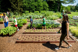 First lady Michelle Obama arrives with school children from across the country to harvest the White House Kitchen Garden, Monday, June 6, 2016, at the White House in Washington. (AP Photo/Andrew Harnik)