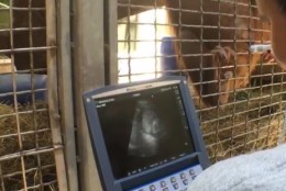 Veterinarians at the National Zoo have been conducting bi-weekly ultrasounds since Batang’s pregnancy was confirmed. (Screenshot via www.facebook.com/nationalzoo)