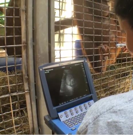 Veterinarians at the National Zoo have been conducting bi-weekly ultrasounds since Batang’s pregnancy was confirmed. (Screenshot via www.facebook.com/nationalzoo)
