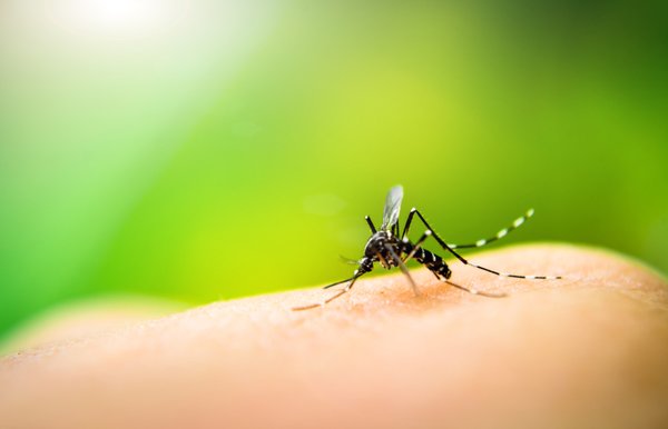 Fight mosquitoes by growing your own repellant