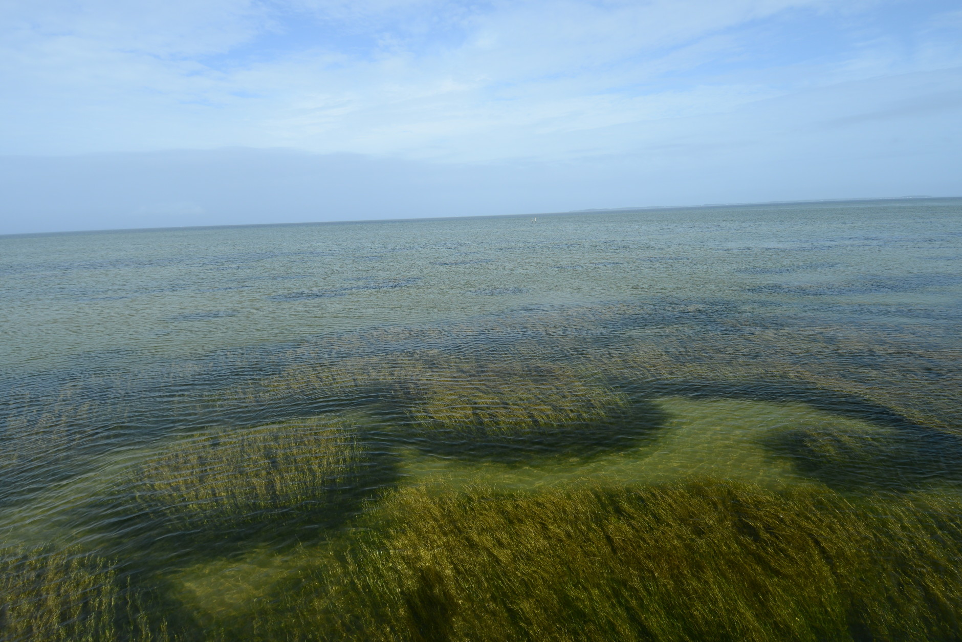 Healthy underwater grasses and clear water off Poplar Island, Md., in September 2015 are signs that the Chesapeake Bay water’s health is improving. (Courtesy Pete McGowan/U.S. Fish and Wildlife Service)