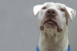 Meet Rocko, a handsome, happy-go-lucky, pit bull terrier mix. (Washington Humane Society/Washington Animal Rescue League)