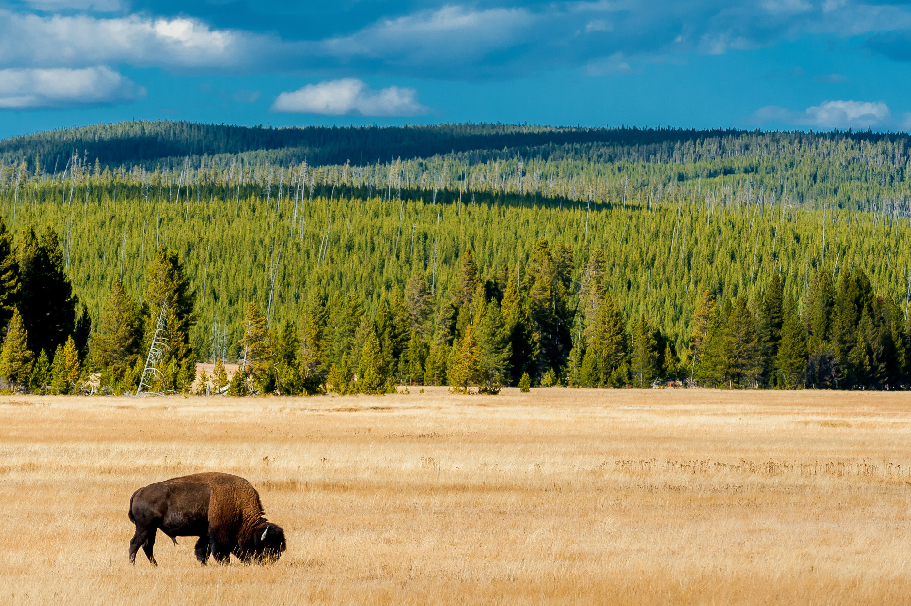 Yellowstone National Park in Wyoming is one of my favorite parks you can find in that area. The animals, the landscape, the geysers. I could spend days there shooting if I would have had the time.