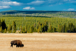 Yellowstone National Park in Wyoming is one of my favorite parks you can find in that area. The animals, the landscape, the geysers. I could spend days there shooting if I would have had the time.