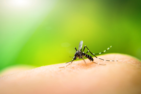 How to prepare for mosquito spraying in Laurel