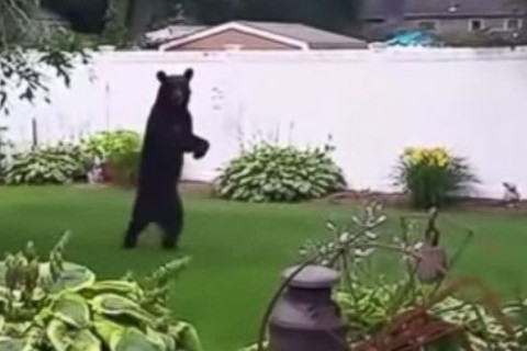 Bear that walks like a human re-emerges in New Jersey