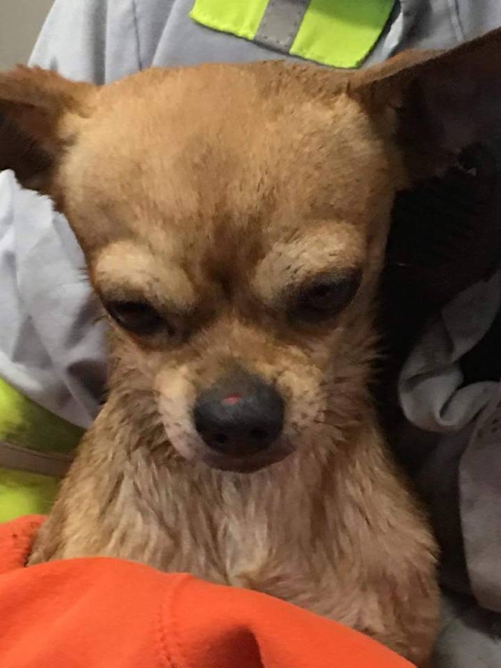 A chihuahua has a new home in Frederick after being found in a recycling truck. (Courtesy Facebook/Mark Wheeler)