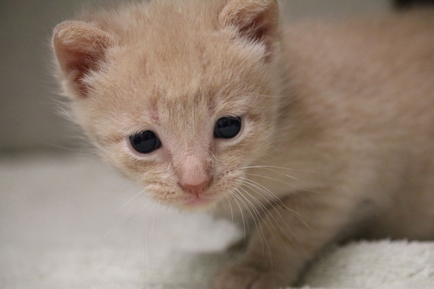 This unnamed kitten is one of the youngest at the center. (WTOP/Kate Ryan)