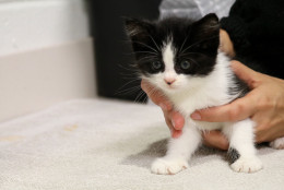 Meet Fodor, another kittes in need of a foster family at Montgomery County Animal Services & Adoption Center. (WTOP/Kate Ryan)