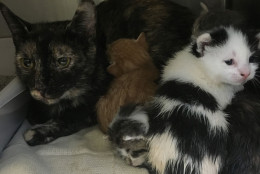 Some of the cats and kittens found abandoned outside the shelter in Greenbelt. (Courtesy Howard Stanback, Greenbelt animal control officer)