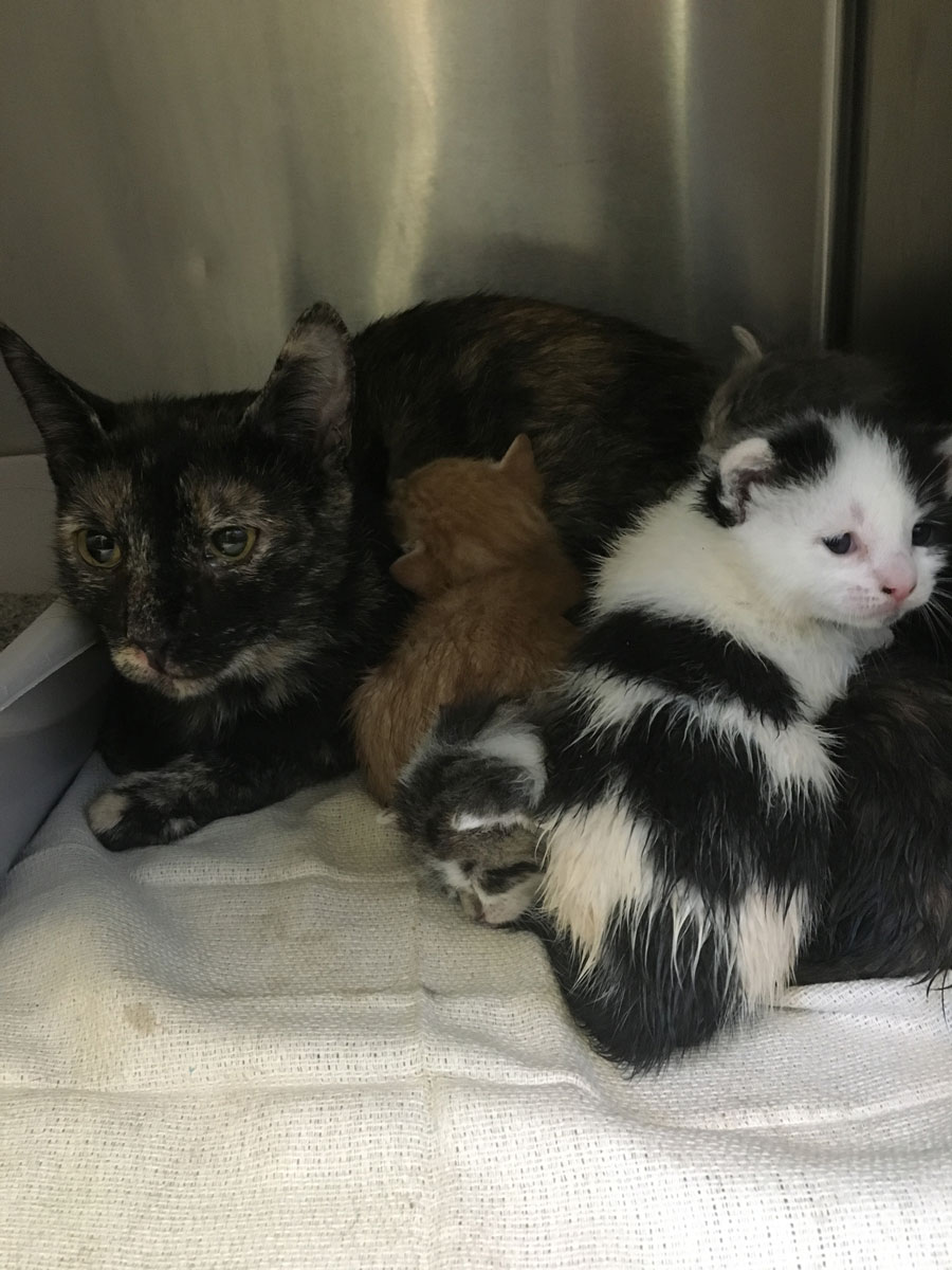 Some of the cats and kittens found abandoned outside the shelter in Greenbelt. (Courtesy Howard Stanback, Greenbelt animal control officer)
