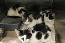 Some of the kittens found abandoned outside the shelter in Greenbelt. (Courtesy Howard Stanback, Greenbelt animal control officer)