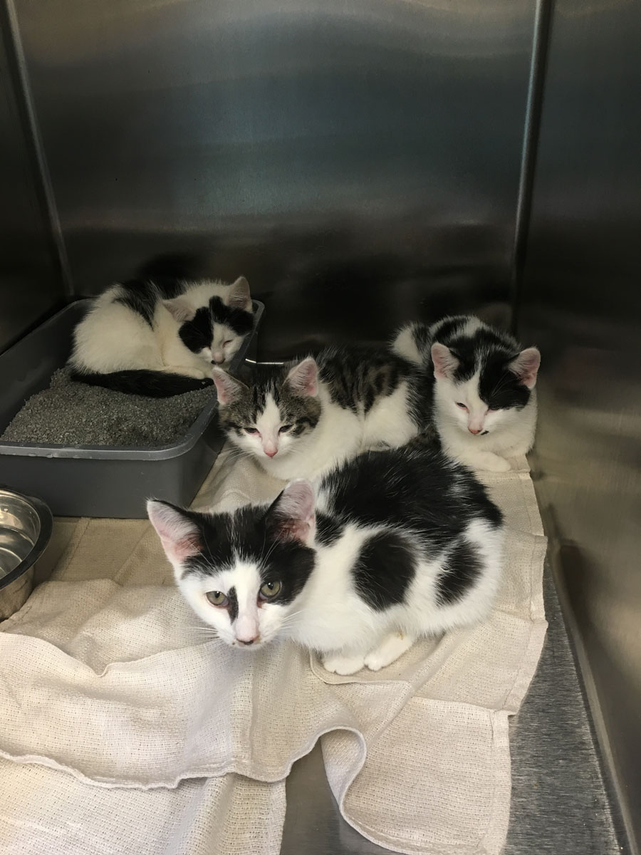 Md. shelter finds dozens of abandoned kittens and cats on doorstep