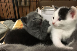 Two of five kittens that will be available for adoption in about 4 weeks. (WTOP/Kate Ryan)