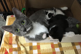 This mom and her five kittens are the only ones from the original 28 that are not available for adoption yet. (WTOP/Kate Ryan)
