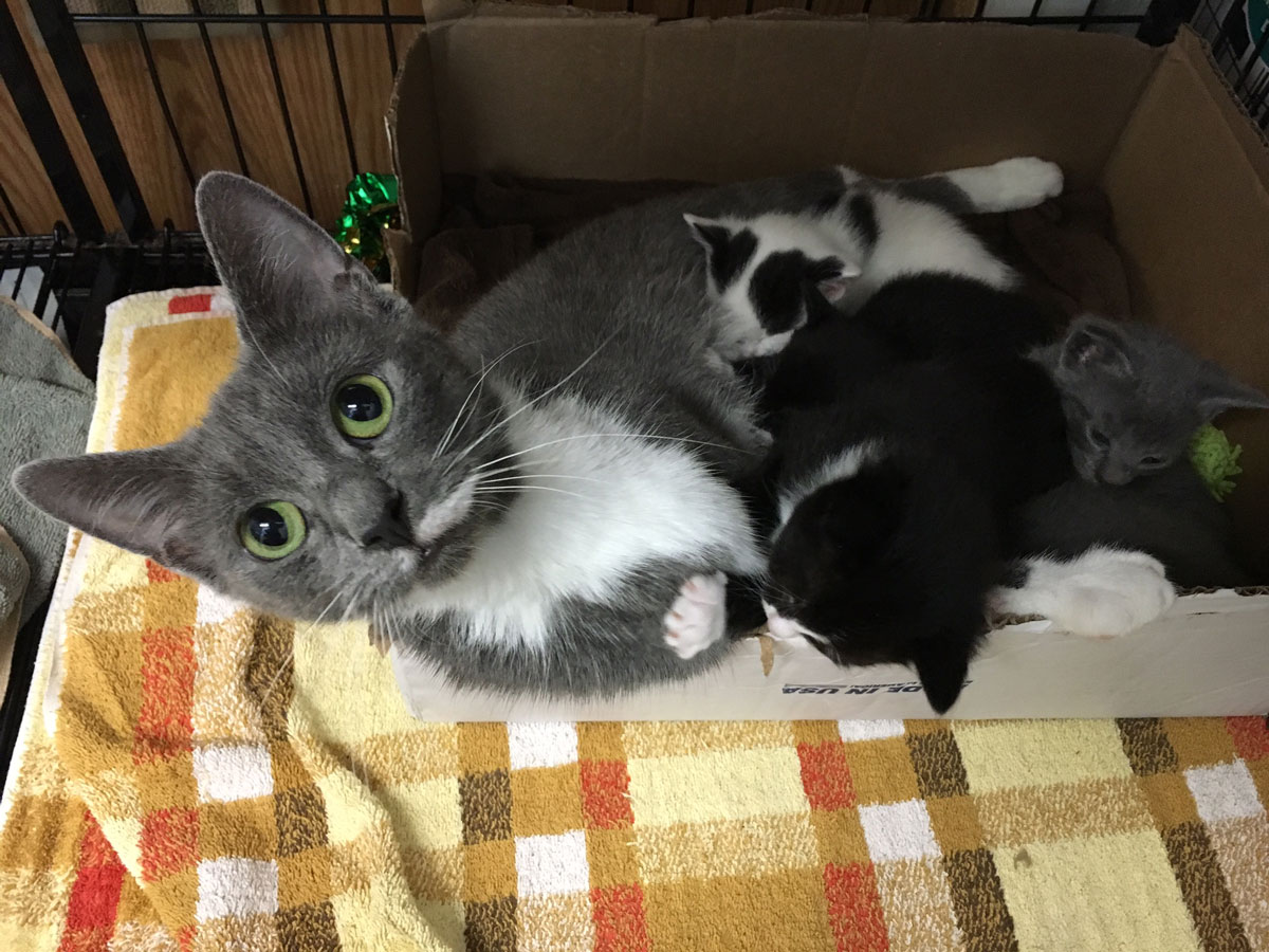 This mom and her five kittens are the only ones from the original 28 that are not available for adoption yet. (WTOP/Kate Ryan)