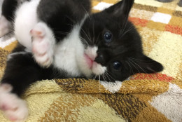 One of five kittens that will be available for adoption in about 4 weeks. (WTOP/Kate Ryan)