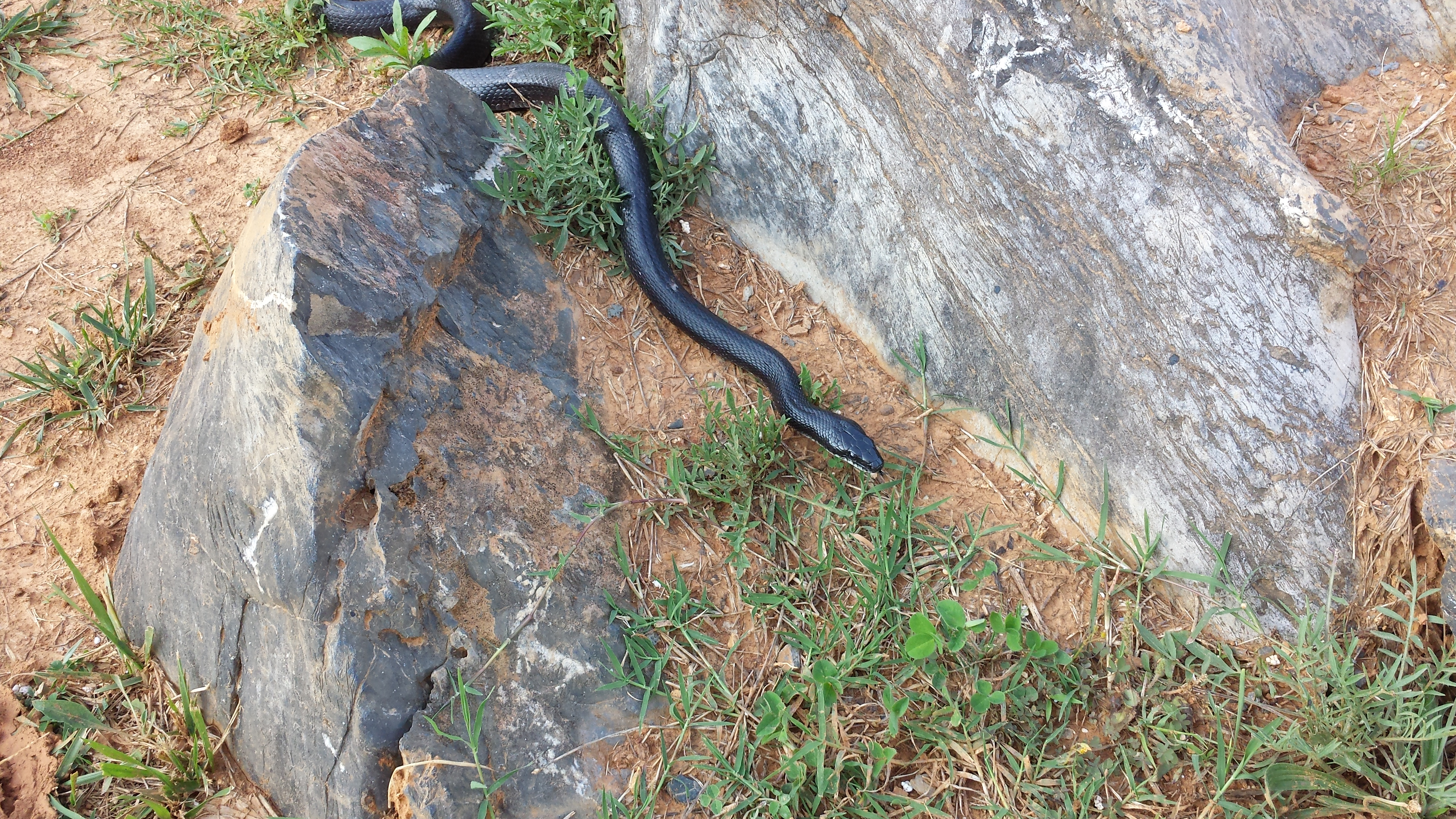Fairfax Co. police offer snake safety tips