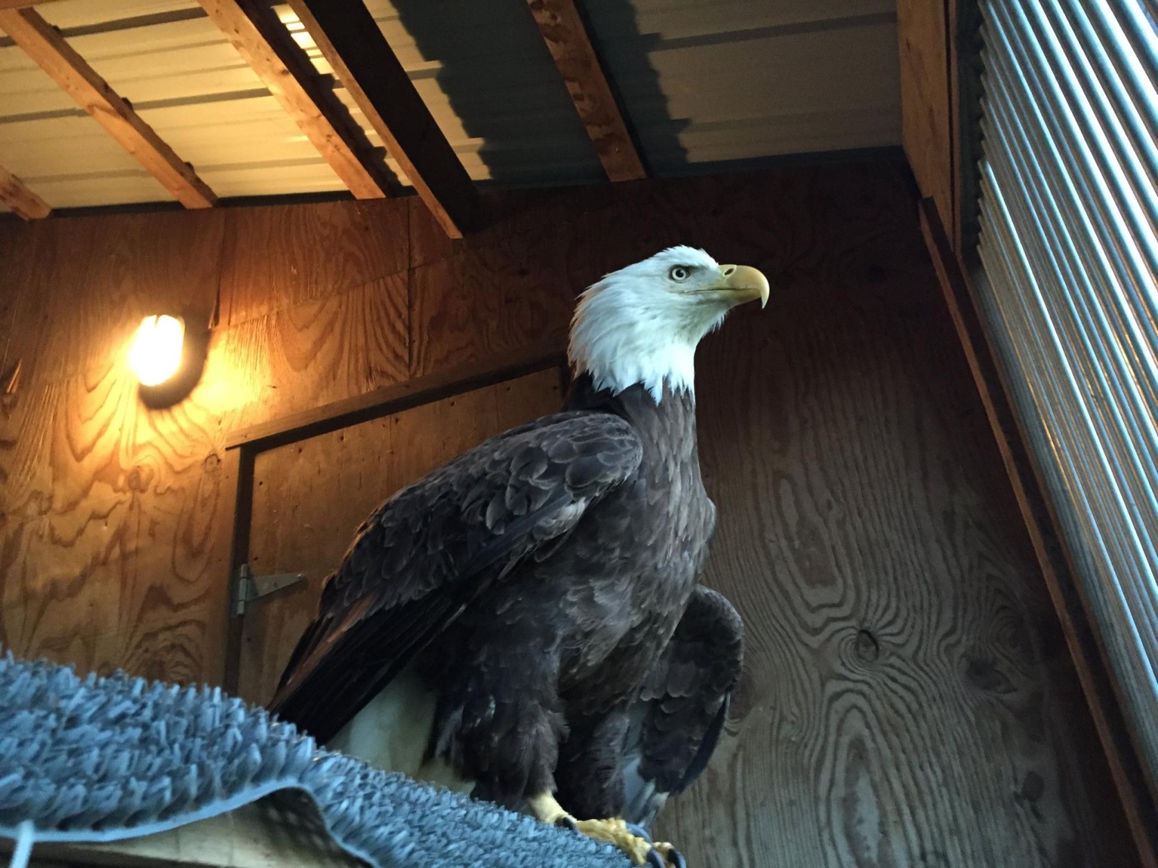 The injured bald eagle named "Trust" was taken to Owl Moon Raptor Center in March for rehabilitation. (Courtesy Owl Moon Raptor Center)