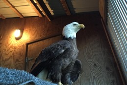 The injured bald eagle named "Trust" was taken to Owl Moon Raptor Center in March for rehabilitation. (Courtesy Owl Moon Raptor Center)