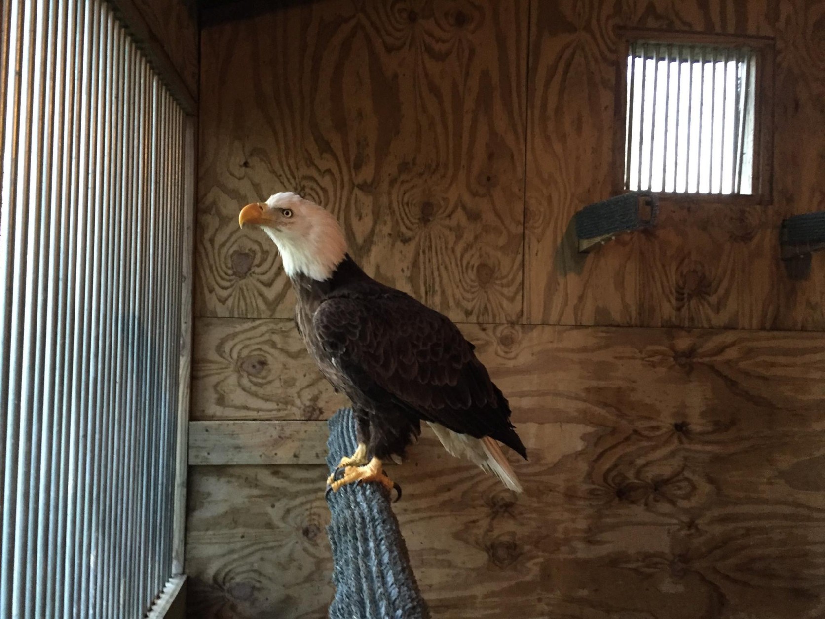 “The bone was fairly displaced so we were worried about the ability for her to fly again,” said Suzanne Shoemaker of Owl Moon Raptor Center. (Courtesy Owl Moon Raptor Center)