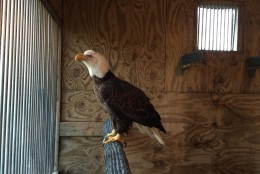 “The bone was fairly displaced so we were worried about the ability for her to fly again,” said Suzanne Shoemaker of Owl Moon Raptor Center. (Courtesy Owl Moon Raptor Center)