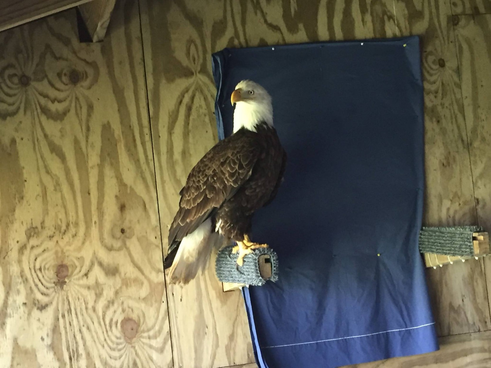 A bald eagle named "Trust" was found injured in a backward in Potomac, Md., in March. (Courtesy Owl Moon Raptor Center)
