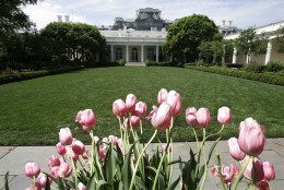 The Rose Garden with tulips in foreground at the White House, Wednesday, April 26, 2006, in Washington . (AP Photo/Ron Edmonds)