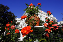 The Laura Bush Rose, a new hybrid named in honor of first lady Laura Bush, is displayed in the First Lady's Garden at the White House in Washington, Monday, Oct. 2, 2006. The rose was developed by Jackson &amp; Perkins in Wasco, Calif., and Medford, Ore., which is owned by the gourmet gift catalog company Harry and David. (AP Photo/J. Scott Applewhite)