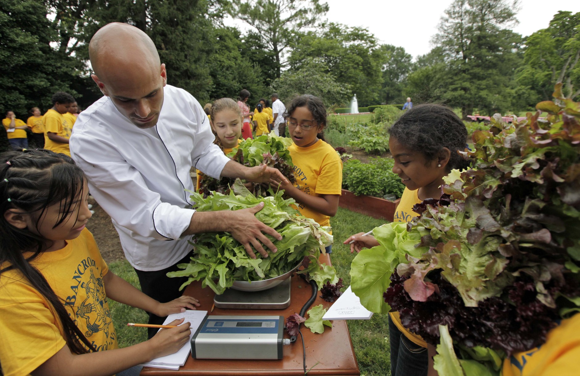 Fifth graders from Bancroft Elementary School and assistant White House Chef Sam Kass weigh some of the lettuce that they and first lady Michelle Obama harvested some of the vegetables that they planted in a garden on the South Lawn of the White House in Washington, Tuesday, June 16, 2009.(AP Photo/Alex Brandon)