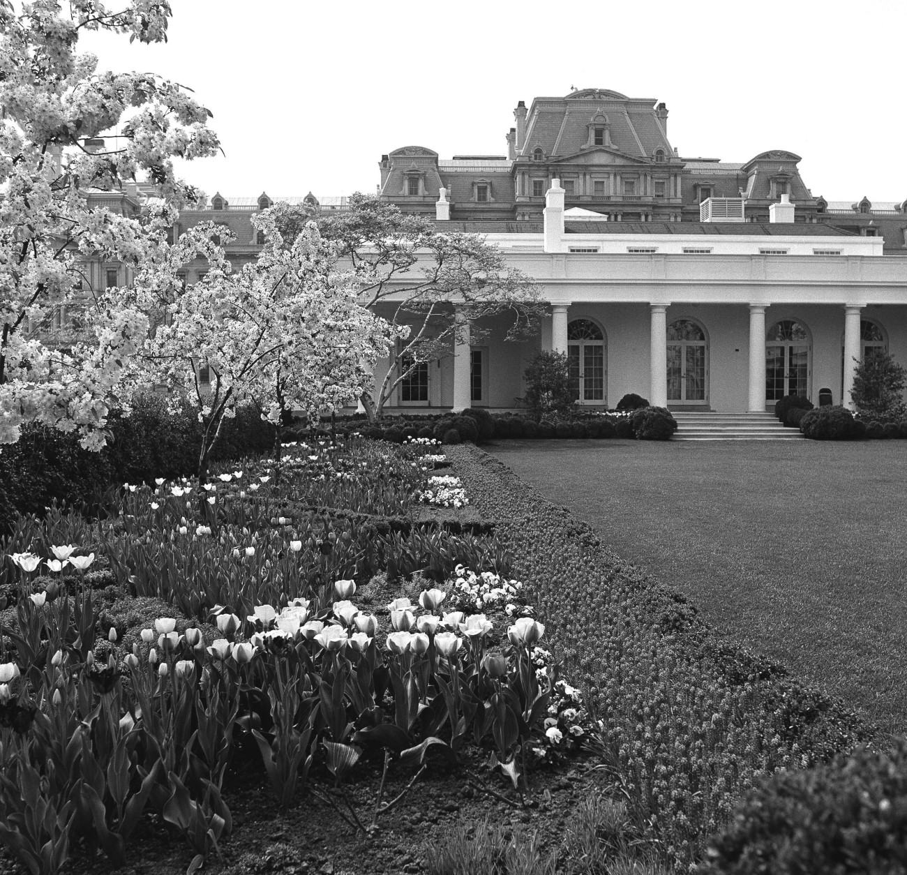 Looking across the Garden on the south side looking west to the Presidents office wing is the spot where most of the roses are left in Washington on April 19, 1963. (AP Photo/JR)