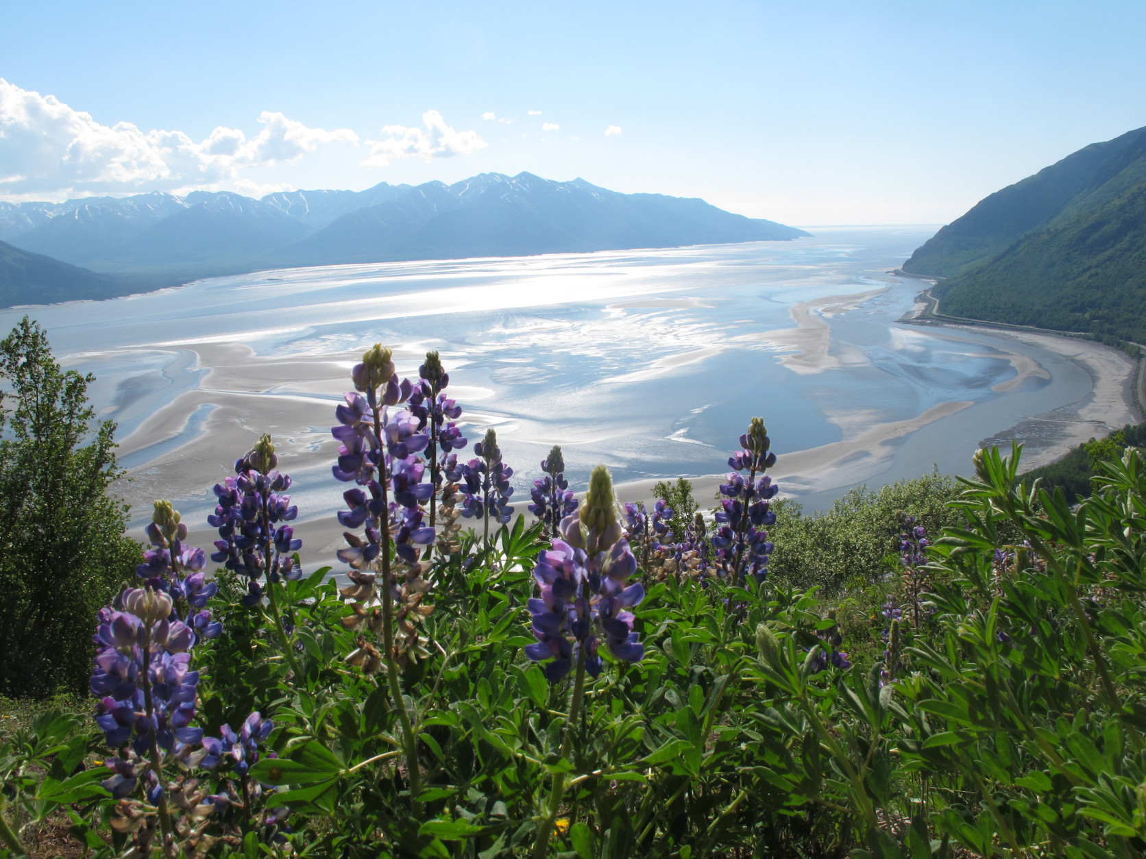 Lupine grows along Bird Ridge Trail on Thursday, June 13, 2013, in Anchorage, Alaska. June is prime alpine wildflower season along the Chugach State Park trail that overlooks Turnagain Arm.The trail begins 25 miles south of downtown Anchorage.  (AP Photo/Dan Joling)