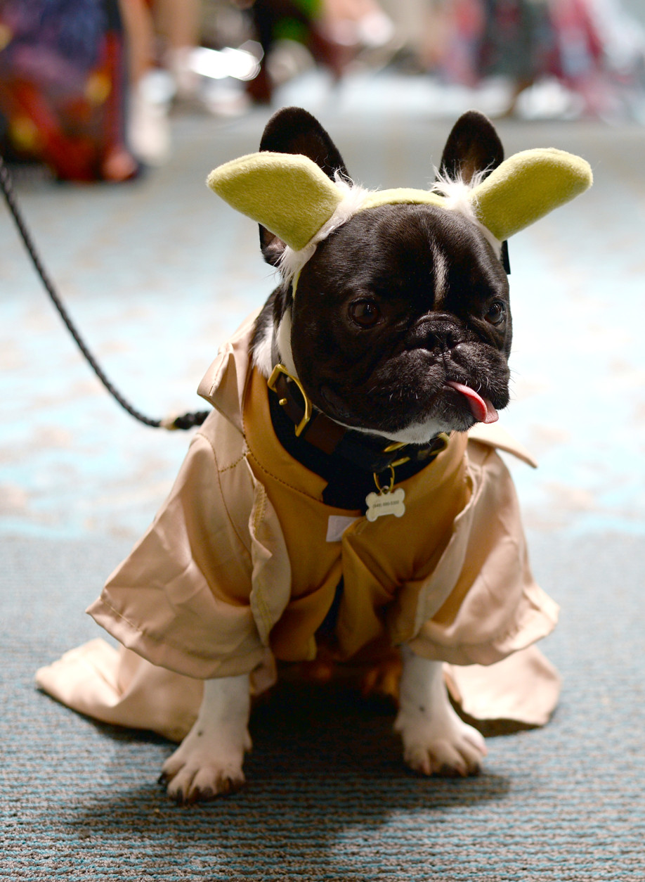 Rupert the French Bulldog attends day 2 of Comic-Con International on Friday, July 22, 2016, in San Diego. (Photo by Al Powers/Invision/AP)