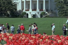 Members of the public walk past tulips growing on the South Lawn of the White House April 19, 1986, during the annual White House Spring Garden Tour. (AP Photo/J.Scott Applewhite)