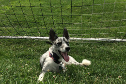 Boyd, the unofficial mascot of the Washington Spirit, poses in goal. (WTOP/Noah Frank)