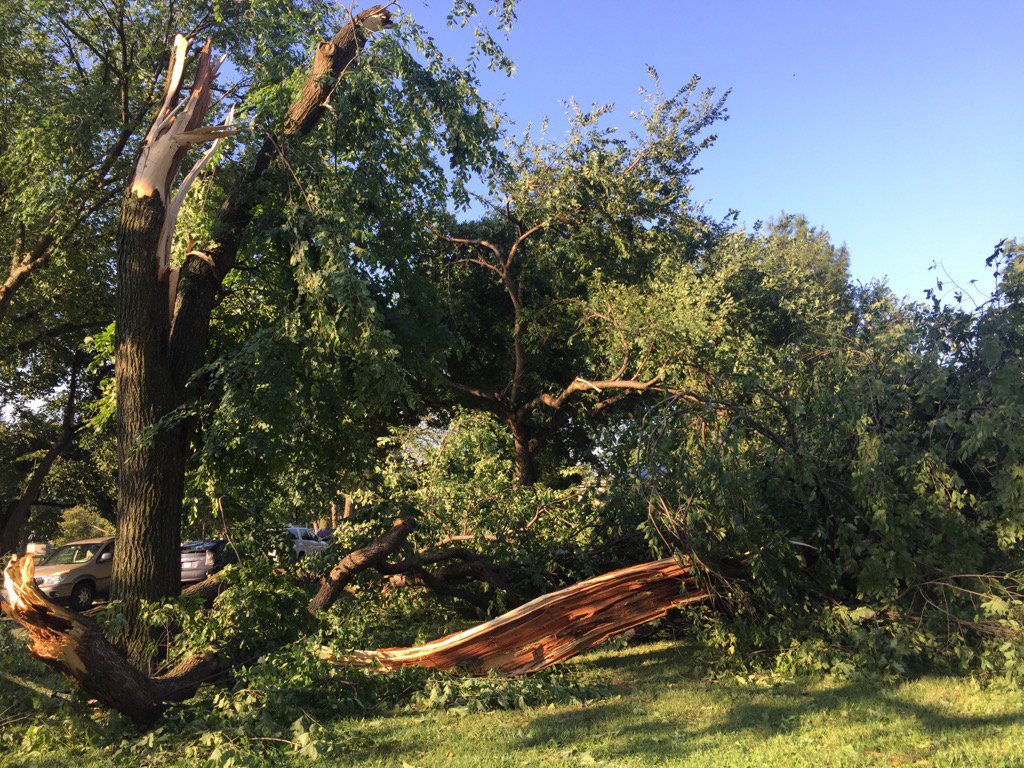 Tree damage on the Ellipse on Wednesday morning, July 20, 2016. (John Sonderman via Twitter)