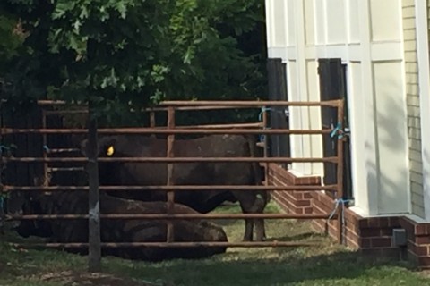 2 bulls escape Baltimore slaughterhouse