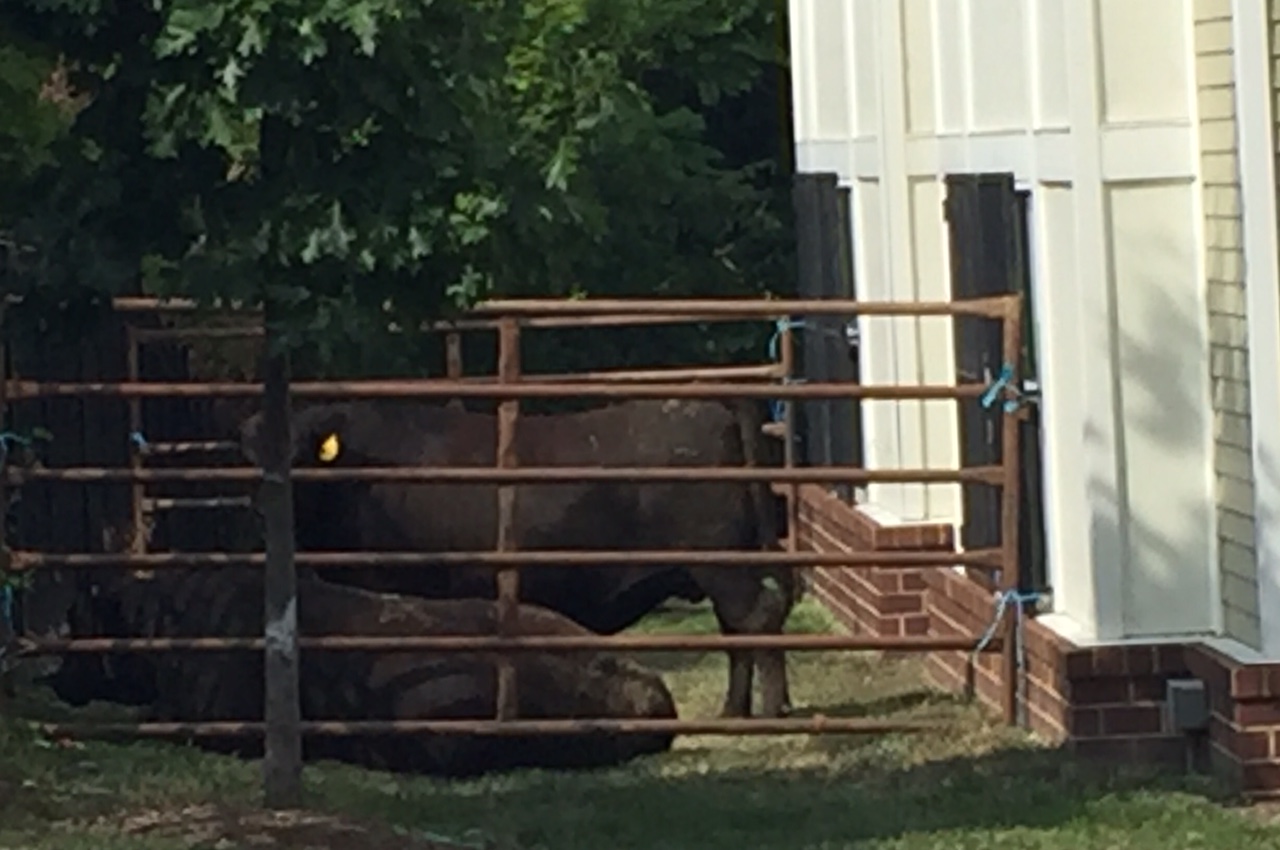 A pair of bulls escaped a Baltimore slaughterhouse Friday morning. (WTOP/Dennis Foley)