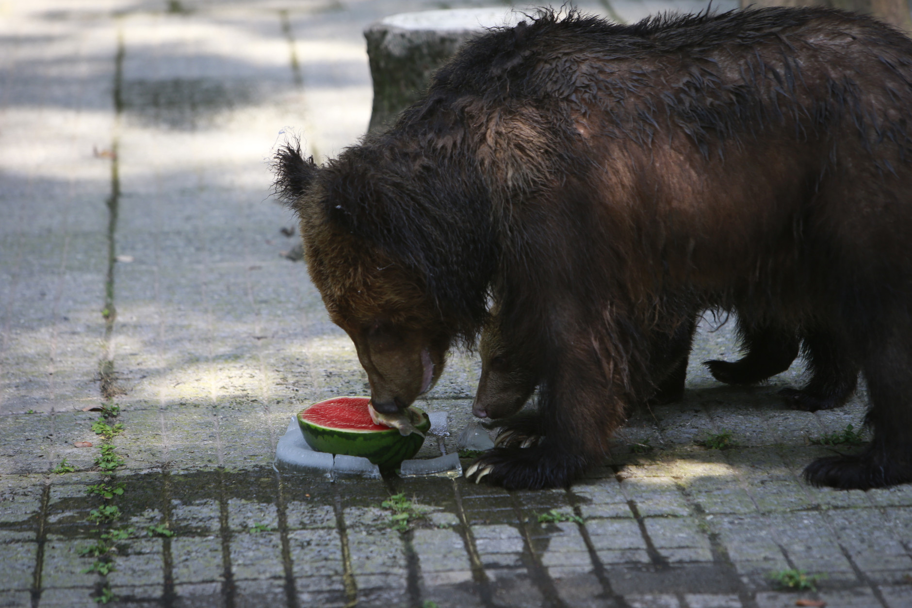CHONGQING, CHINA - JULY 21: Bears eat cool watermelon at a zoo on July 21, 2016 in Chongqing, China. The high temperature reached to 40 degree celsius on Thursday.  (Photo by VCG/Getty Images)